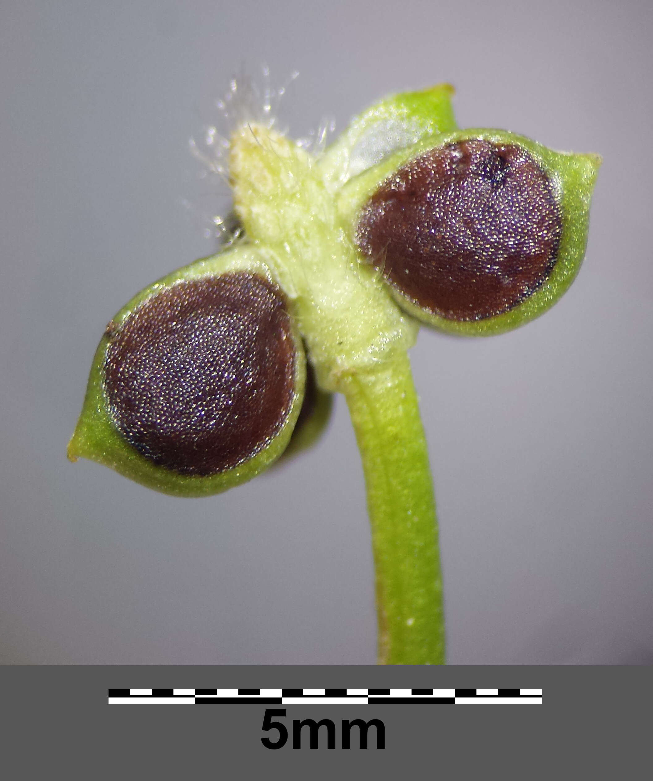Image of hairy buttercup