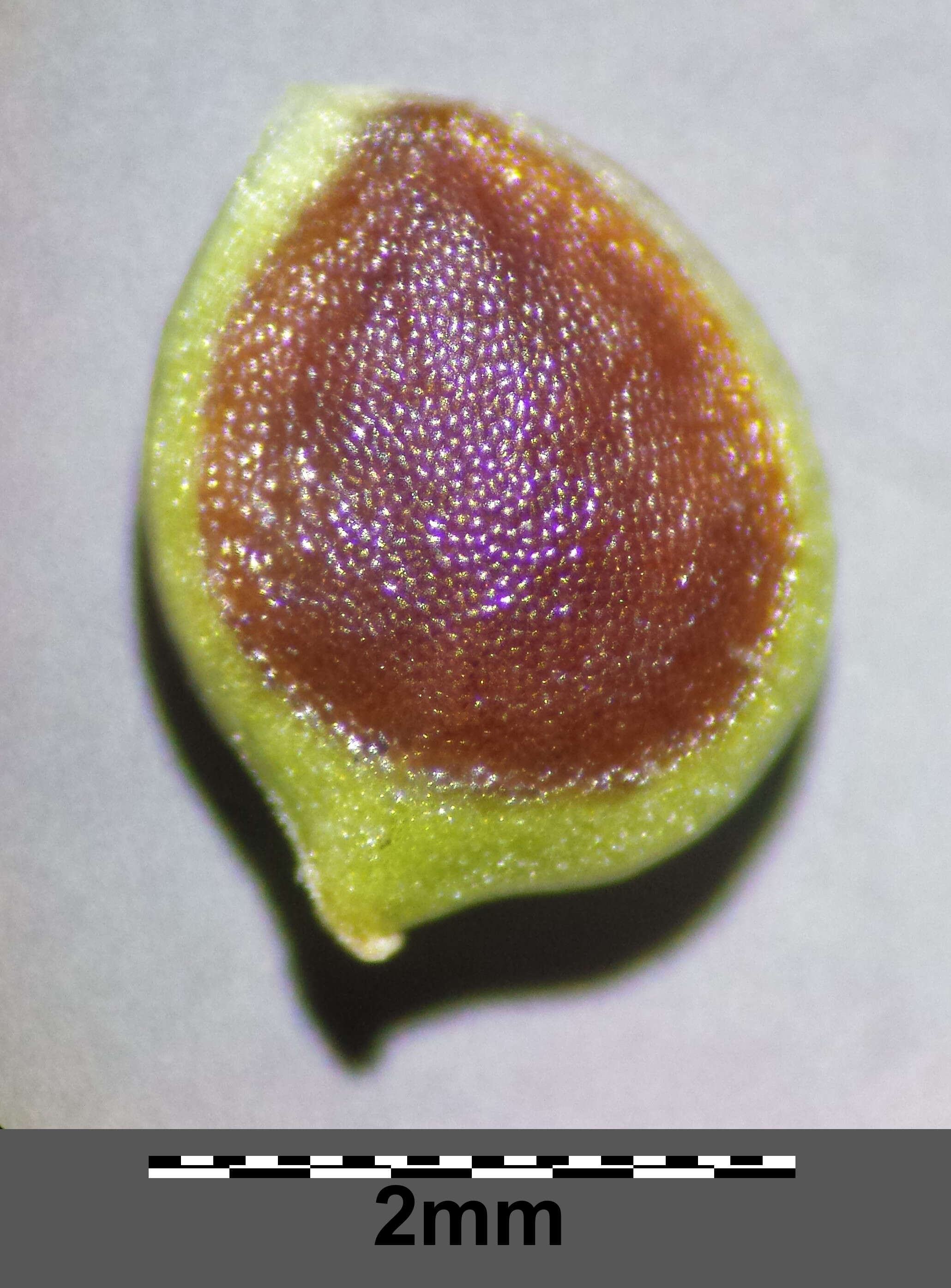Image of hairy buttercup