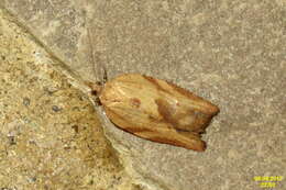 Image of Light brown apple moth