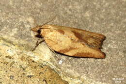 Image of Light brown apple moth