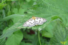 Image of Anania hortulata