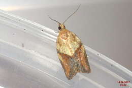 Image of Light brown apple moth