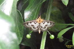 Image of Anania hortulata