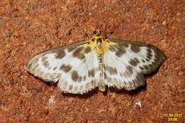 Image of Anania hortulata