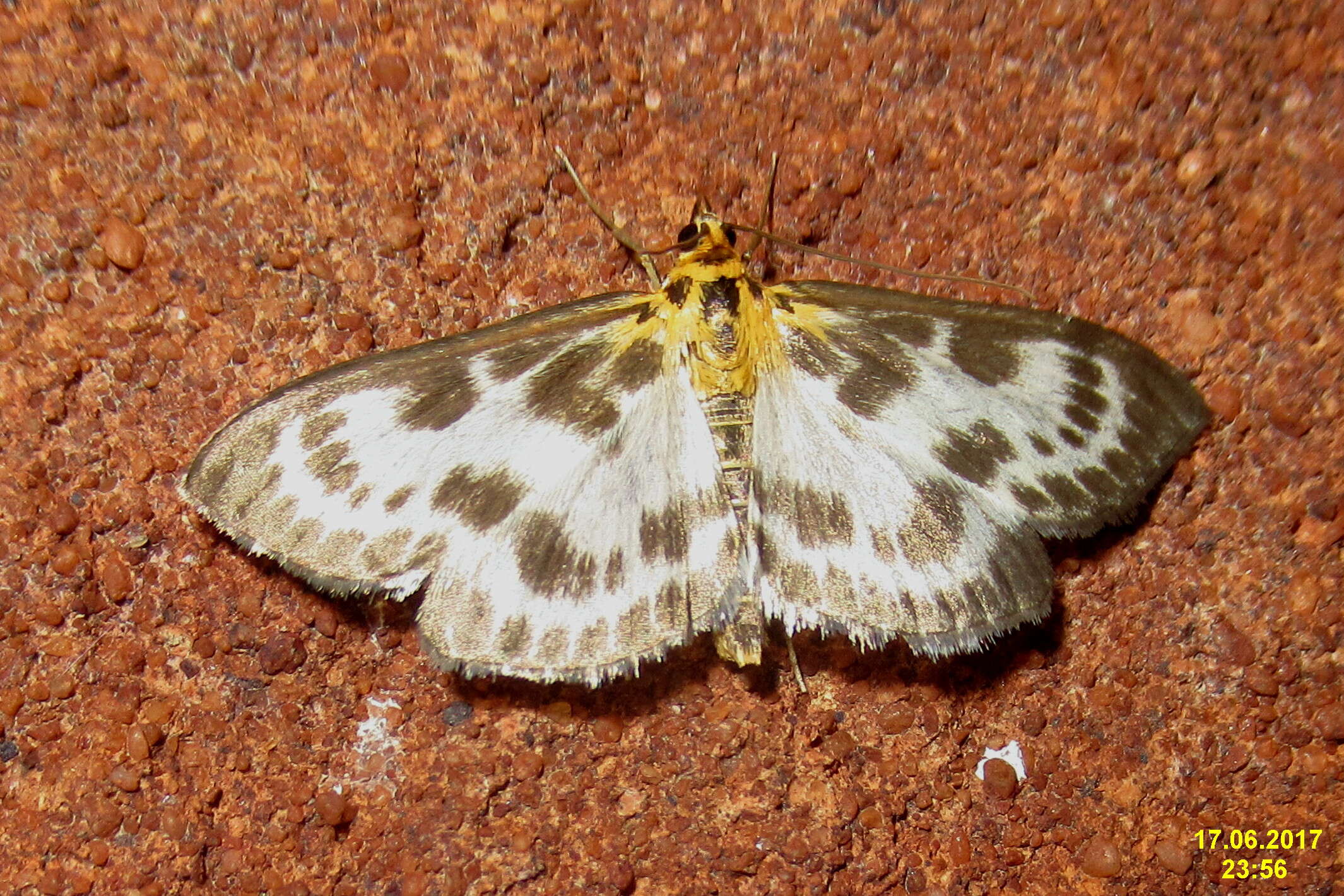 Image of Anania hortulata