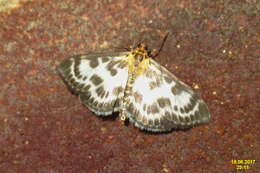 Image of Anania hortulata