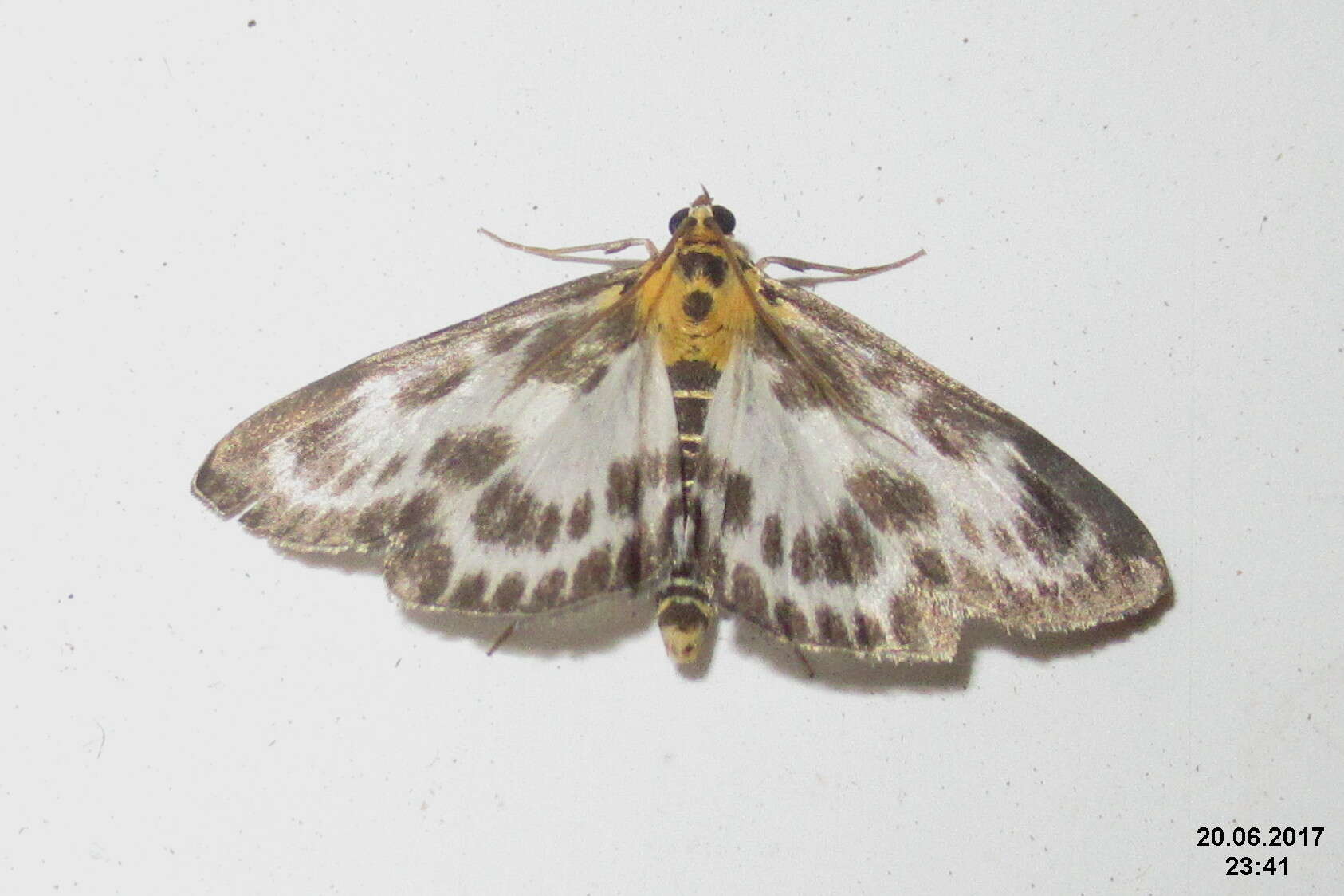 Image of Anania hortulata