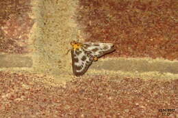 Image of Anania hortulata