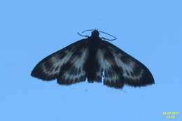 Image of Anania hortulata