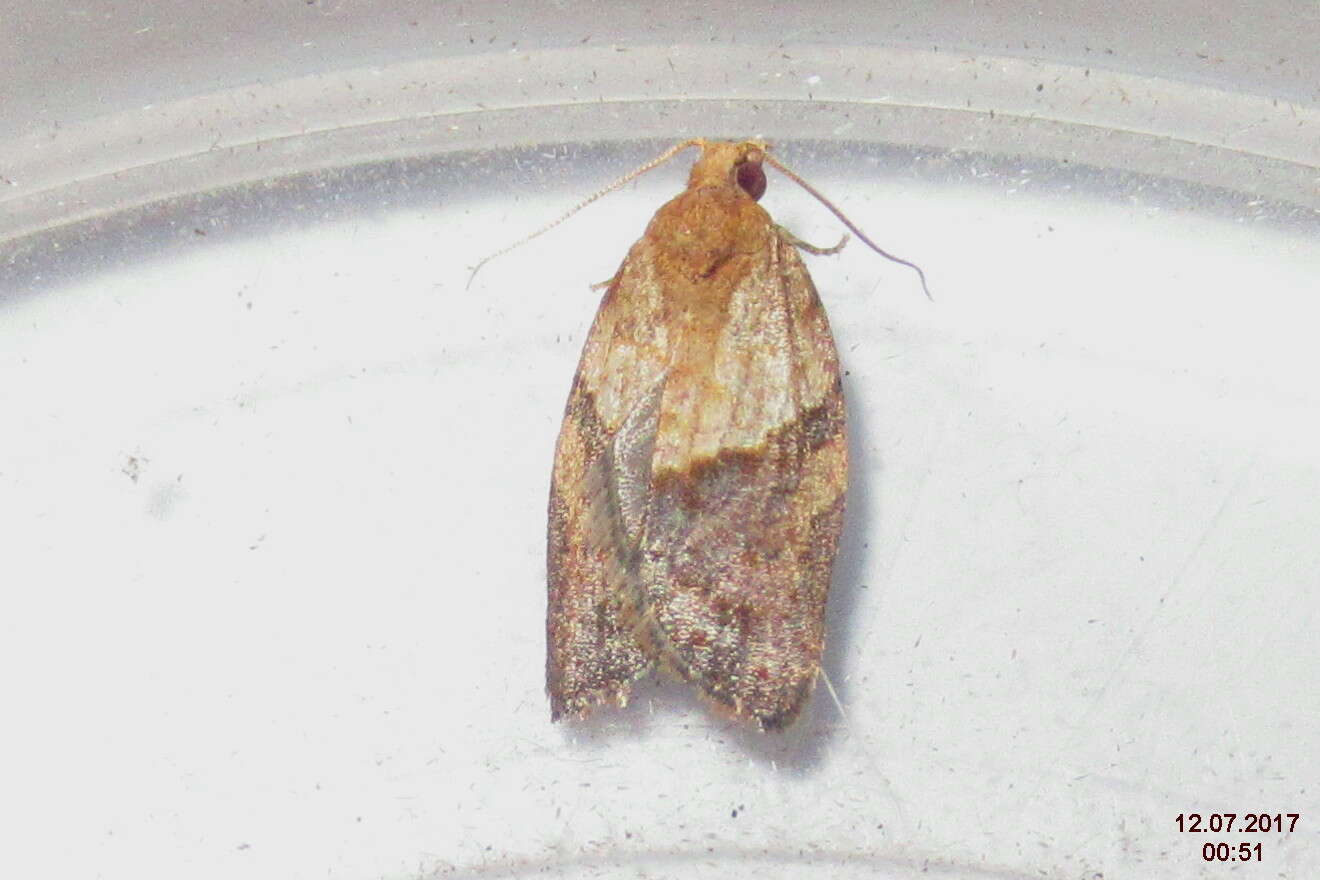 Image of Light brown apple moth