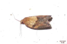 Image of Light brown apple moth