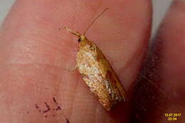 Image of Light brown apple moth