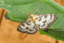 Image of Anania hortulata