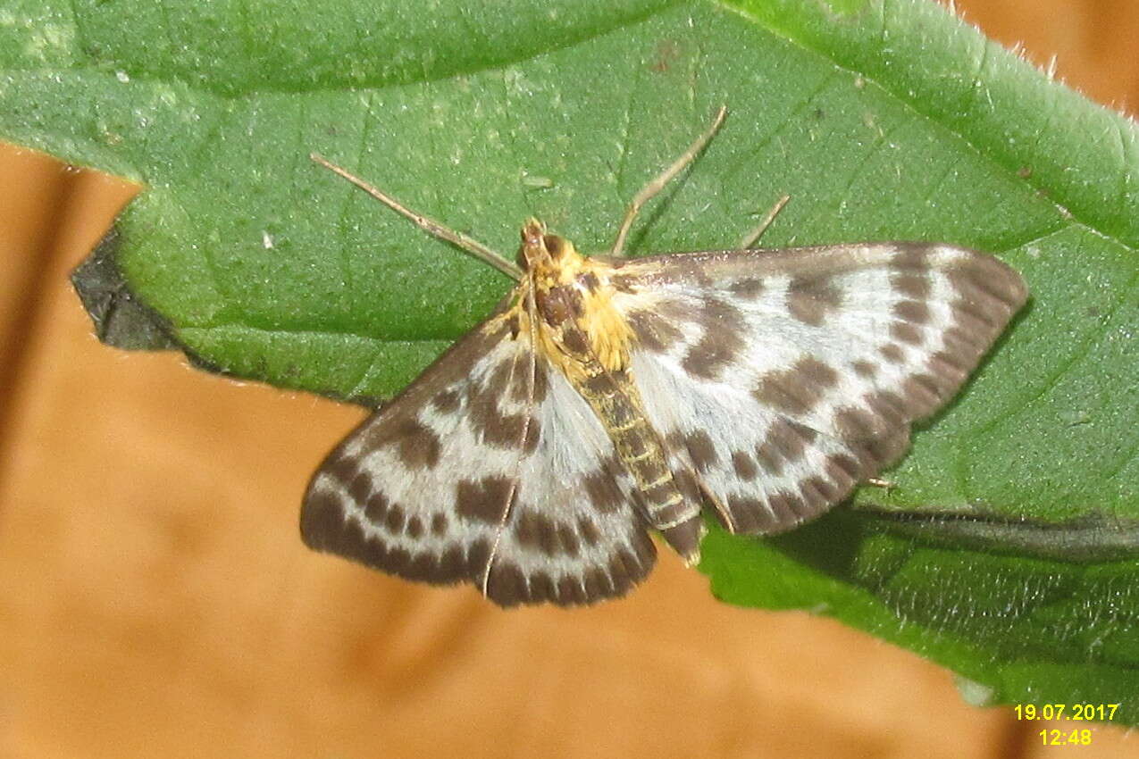 Image of Anania hortulata