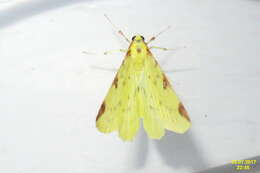 Image of brimstone moth