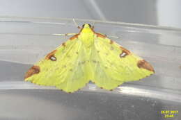 Image of brimstone moth