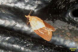 Image of Light brown apple moth