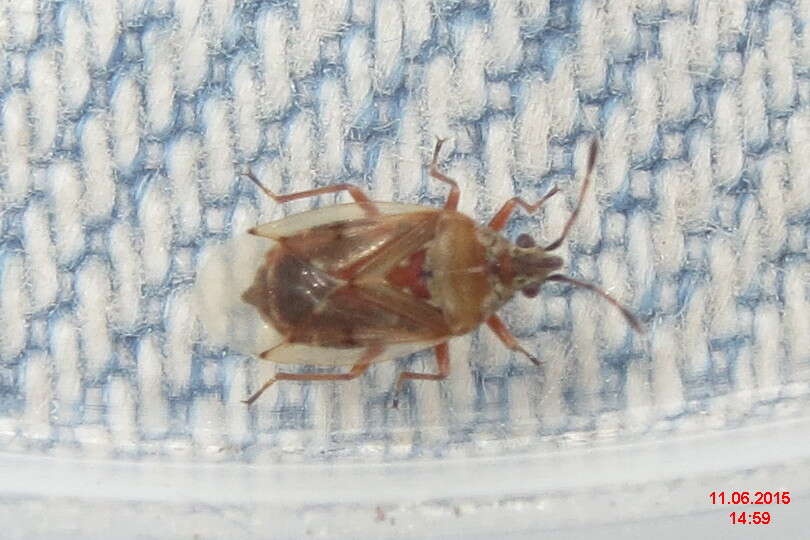 Image of Birch Catkin Bug