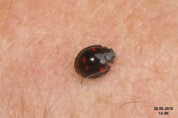 Image of Pine Lady Beetle