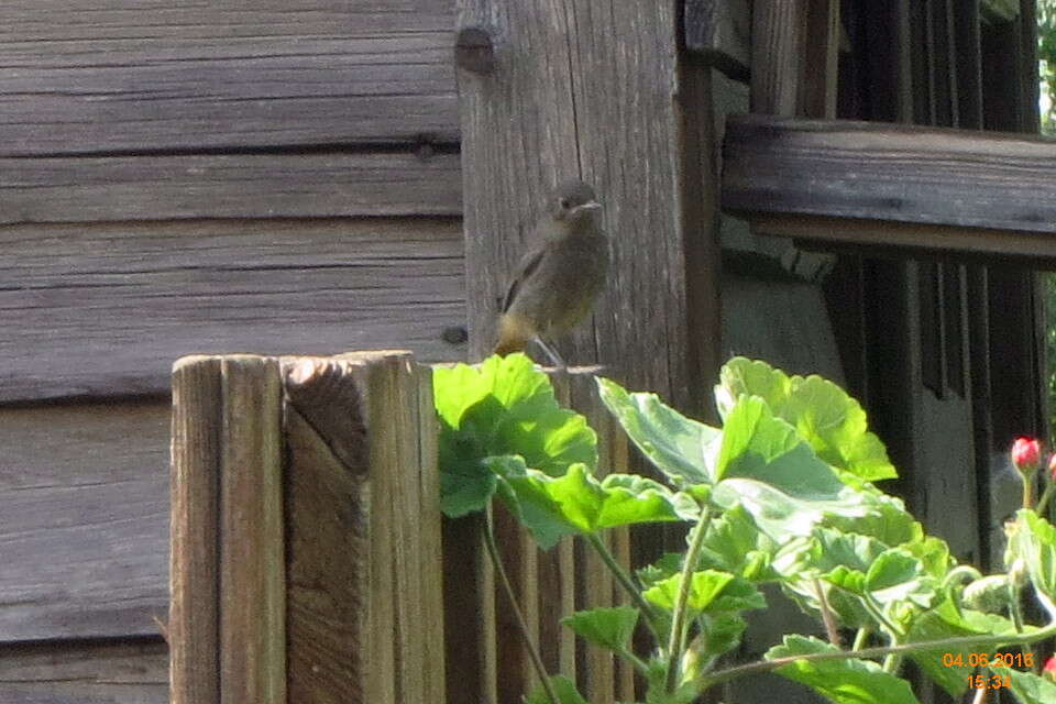 Image of Black Redstart