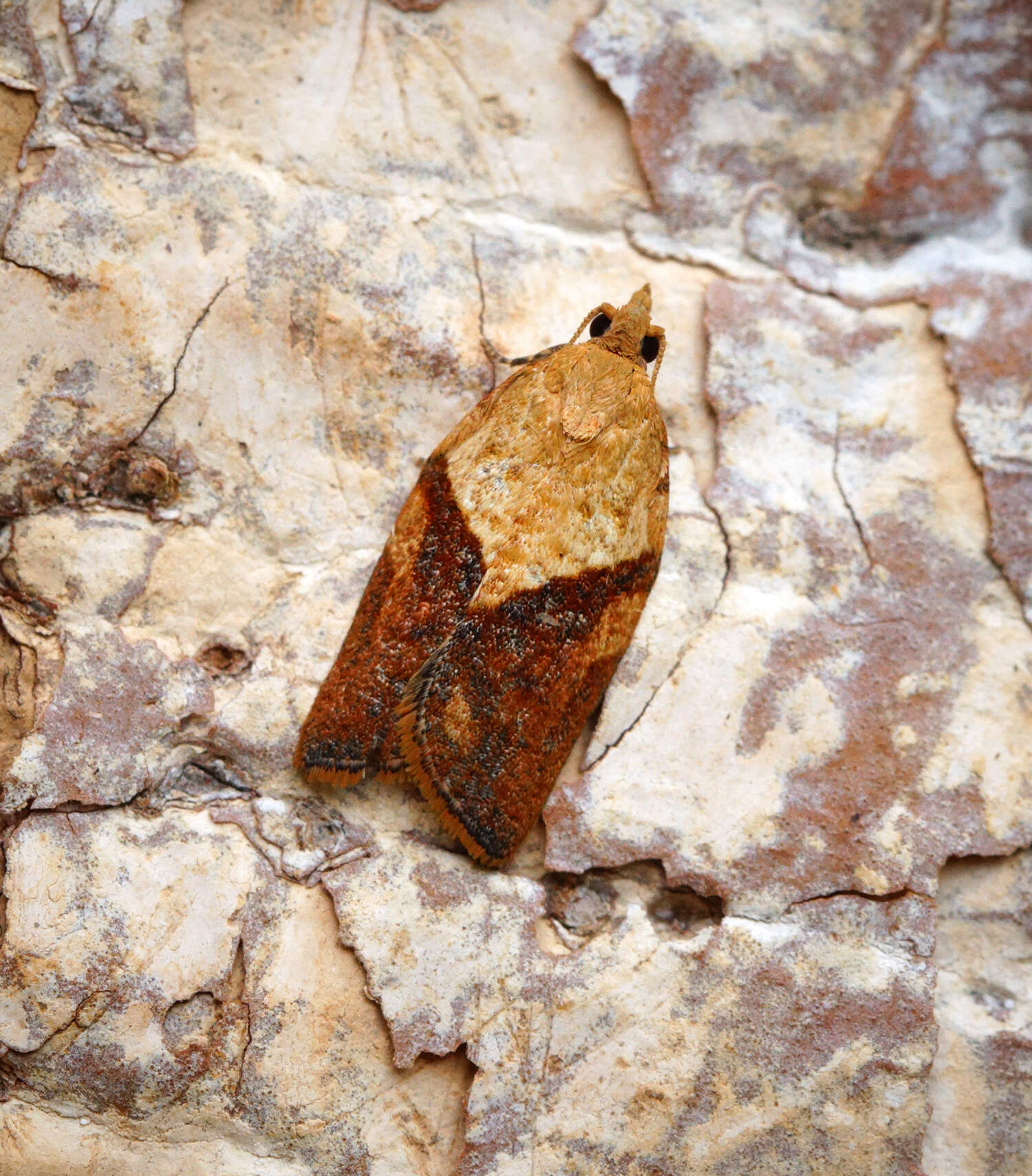 Image of Light brown apple moth