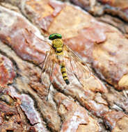 Image of Chrysopilus asiliformis