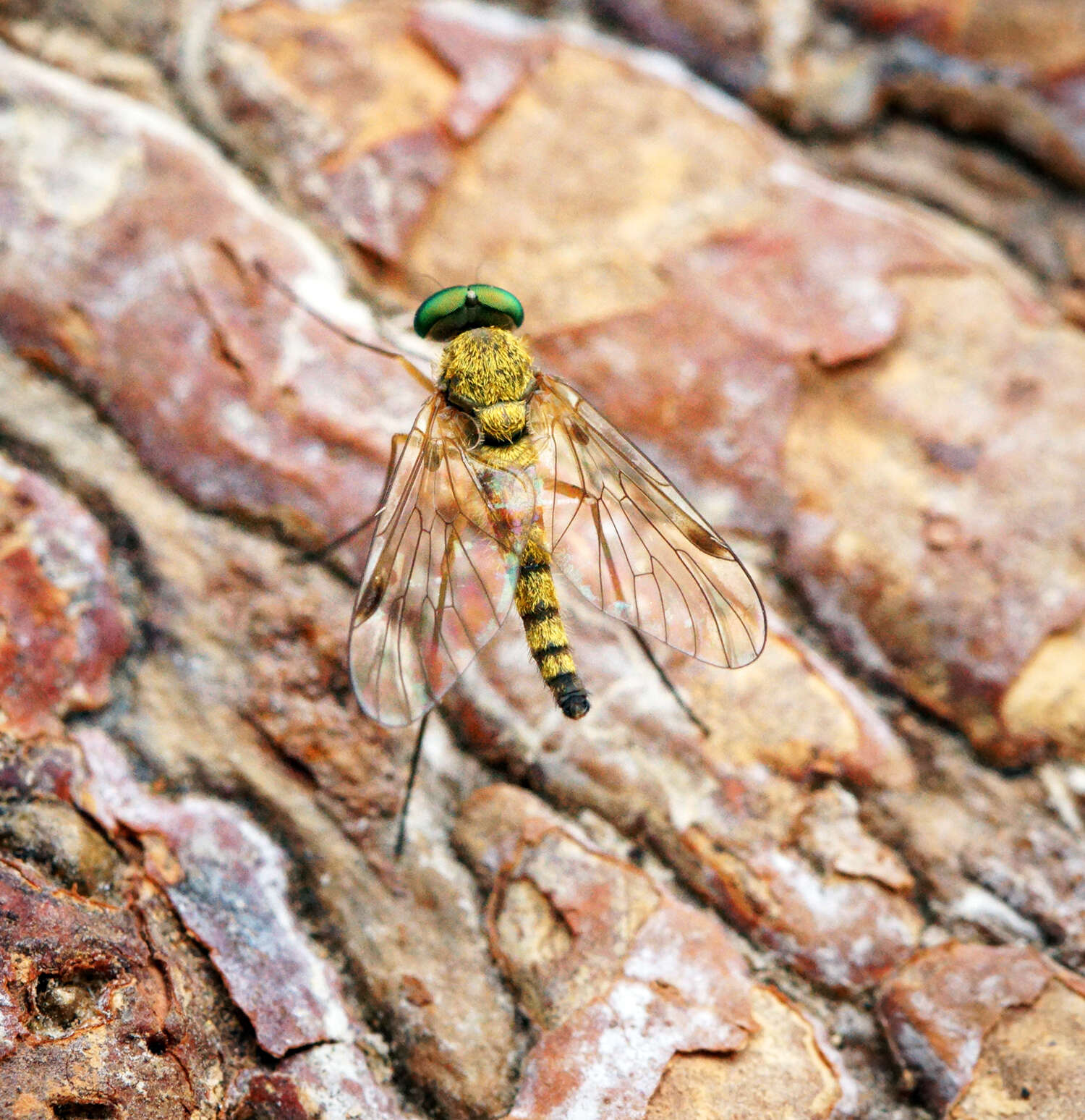 Image of Chrysopilus asiliformis