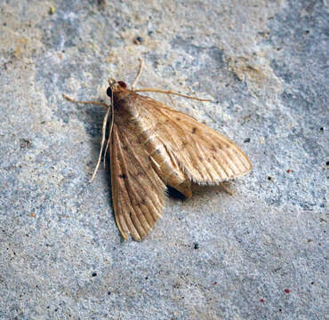 Image of Grass webworm