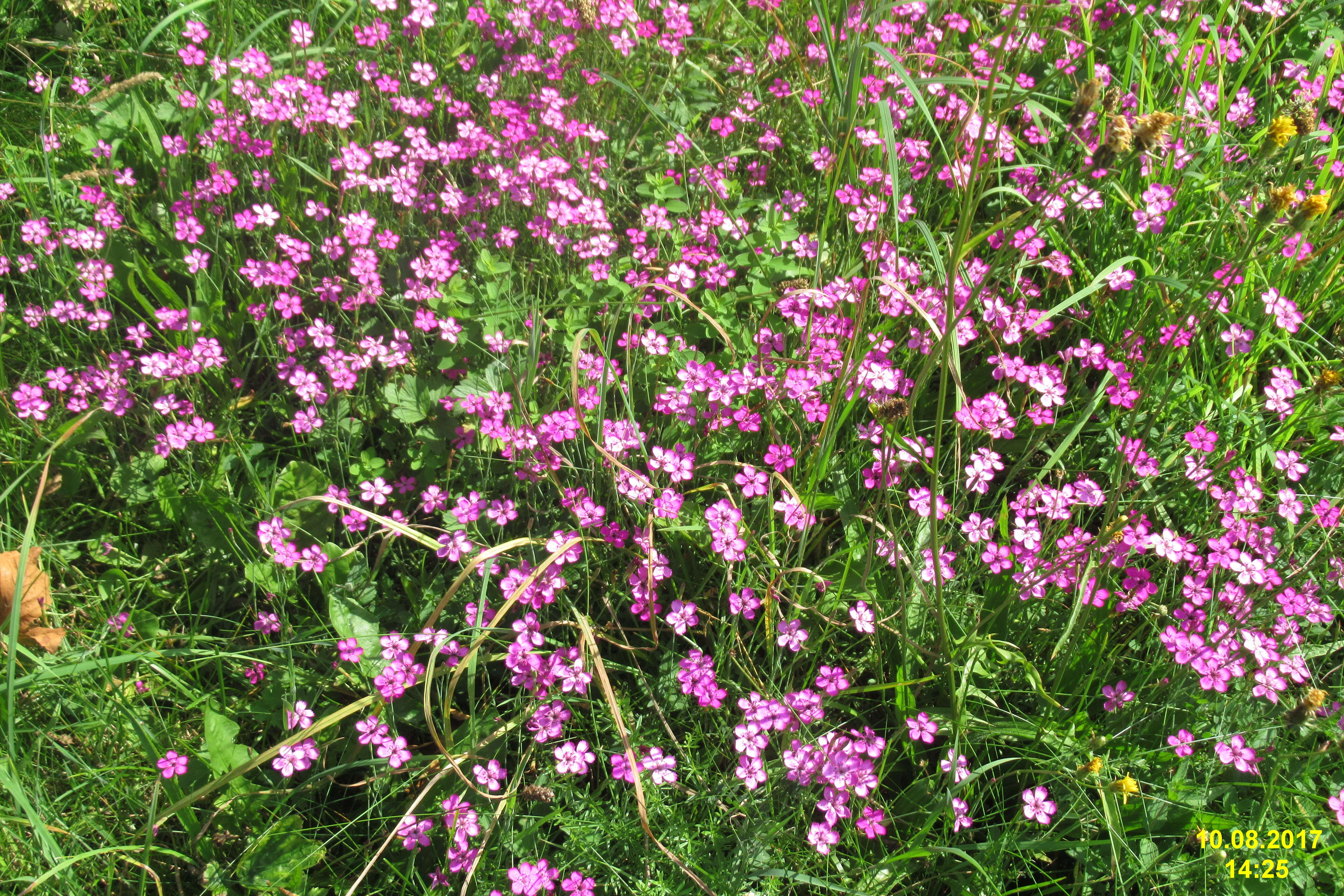 Image of maiden pink