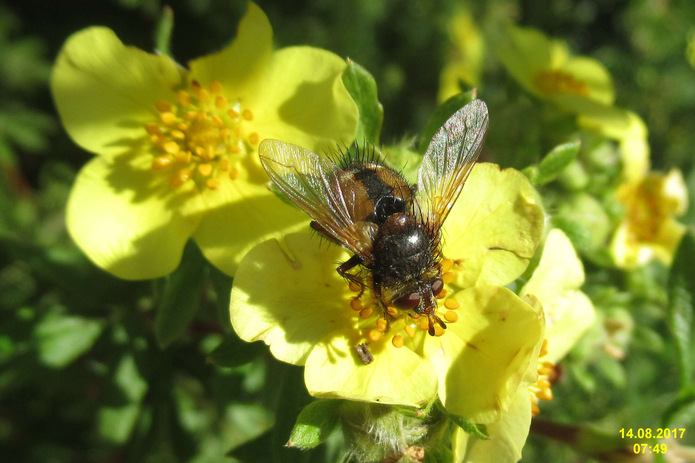 صورة Peleteria rubescens (Robineau-Desvoidy 1830)