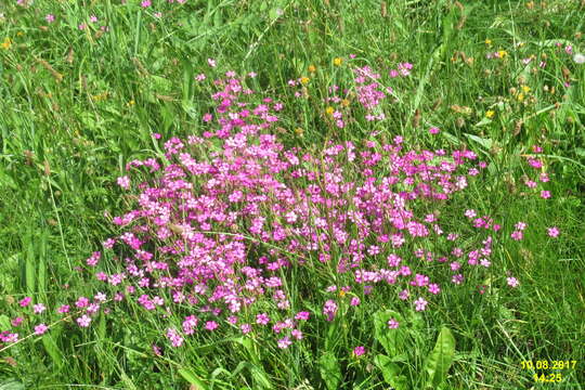 Image of maiden pink