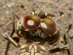 Image of Flecked Wall-skimmer