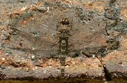 Image of Flecked Wall-skimmer