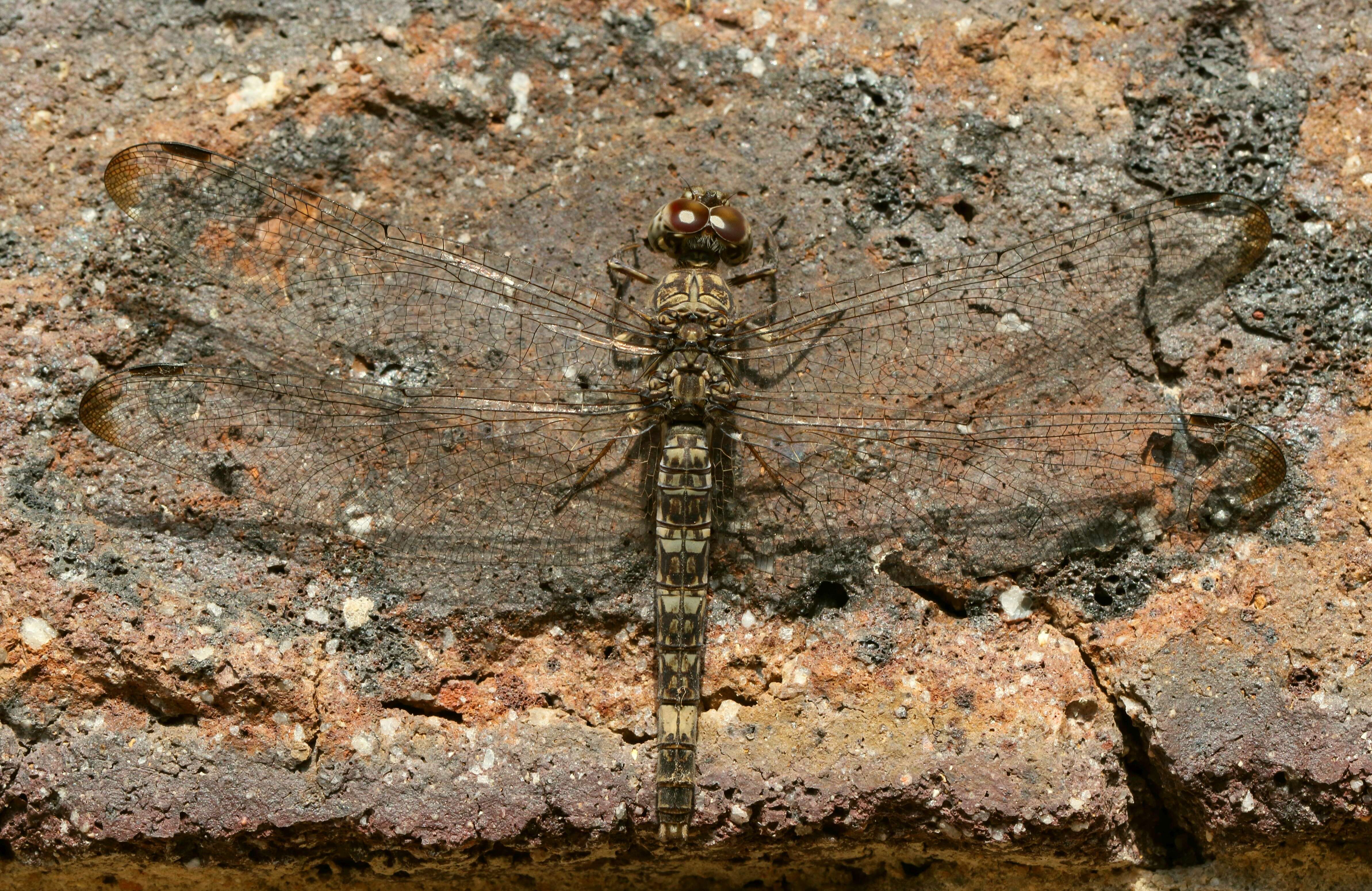 Image of Flecked Wall-skimmer