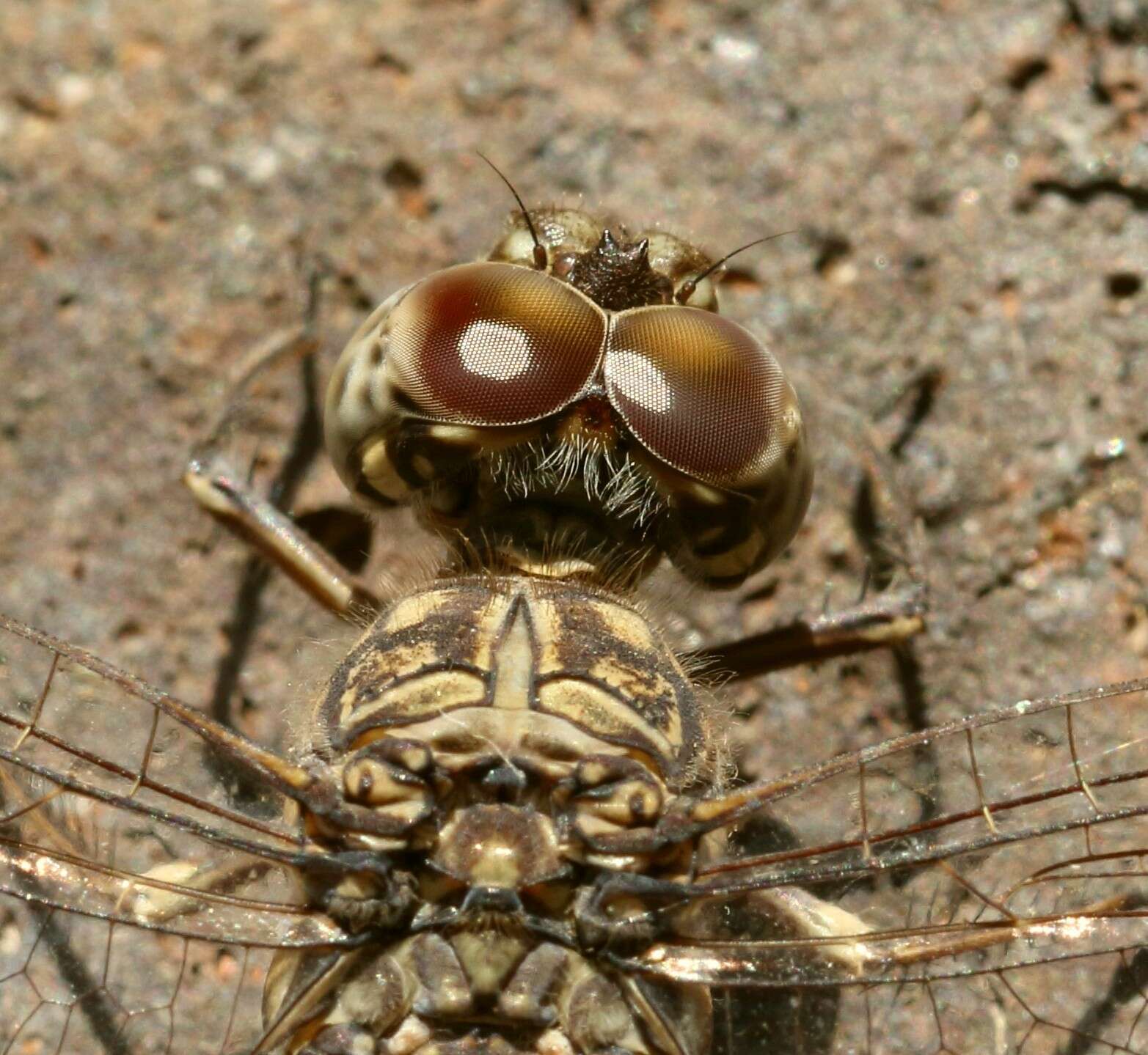 Image of Flecked Wall-skimmer