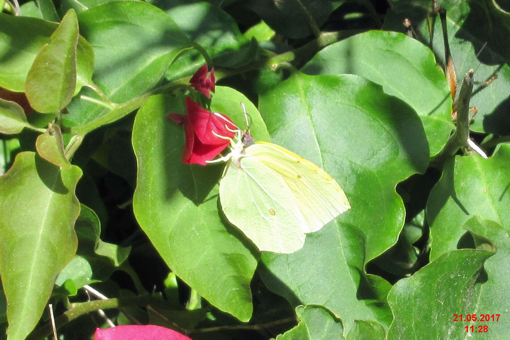 Image of Gonepteryx cleopatra (Linnaeus 1767)