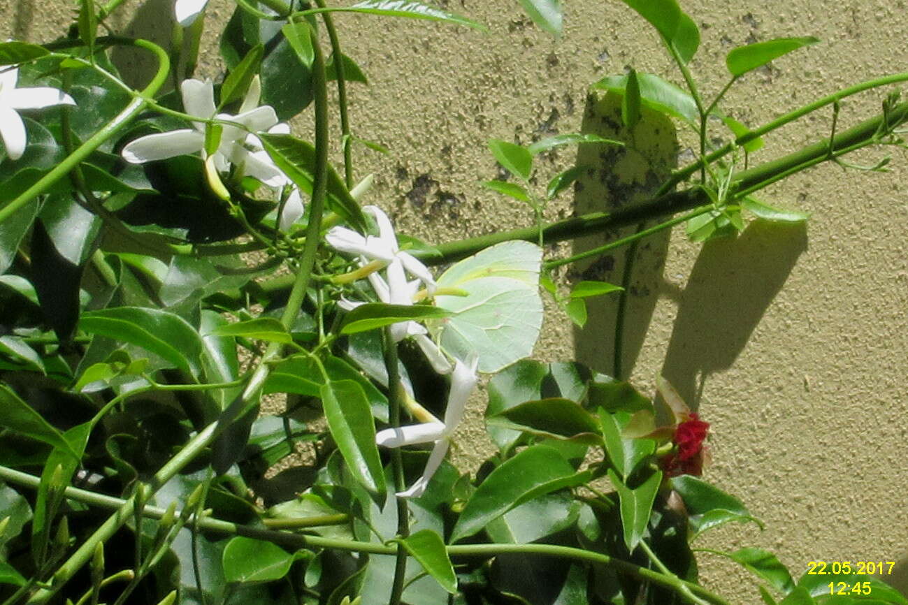 Image of Gonepteryx cleopatra (Linnaeus 1767)