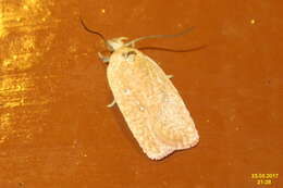 Image of Agonopterix heracliana Linnaeus 1758