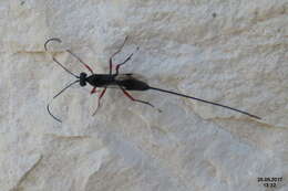 Image of ichneumon wasps