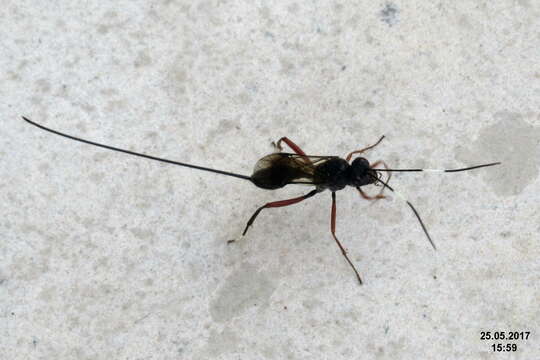 Image of ichneumon wasps