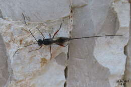 Image of ichneumon wasps