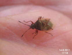 Image of Birch Catkin Bug