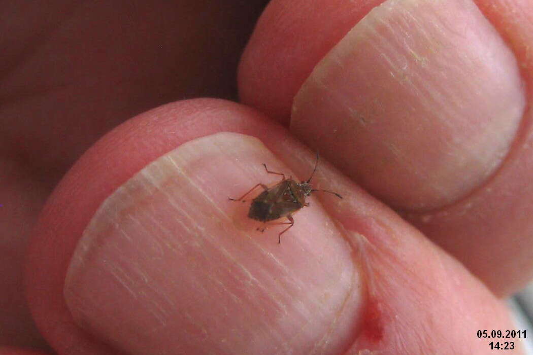 Image of Birch Catkin Bug