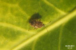 Image of Birch Catkin Bug