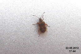 Image of Birch Catkin Bug