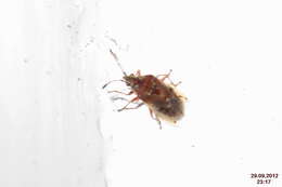 Image of Birch Catkin Bug