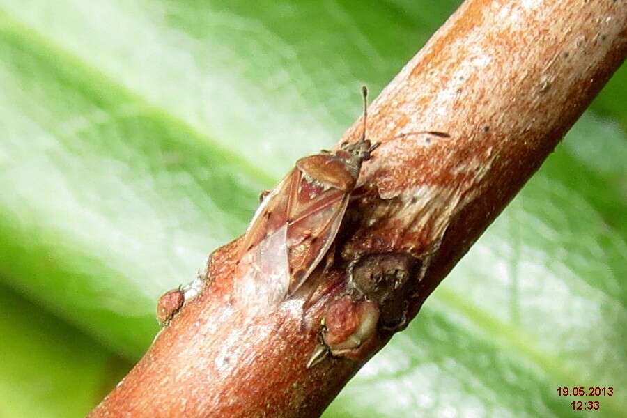 Image of Birch Catkin Bug