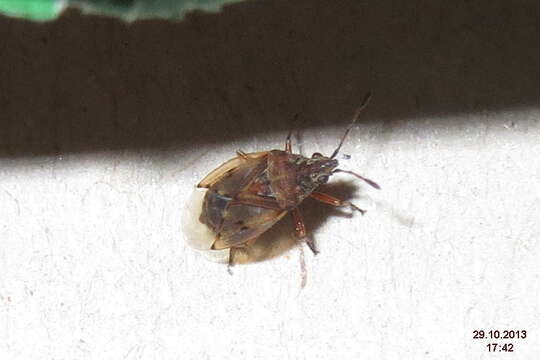 Image of Birch Catkin Bug