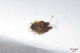 Image of Birch Catkin Bug