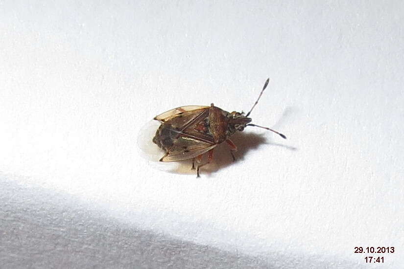 Image of Birch Catkin Bug